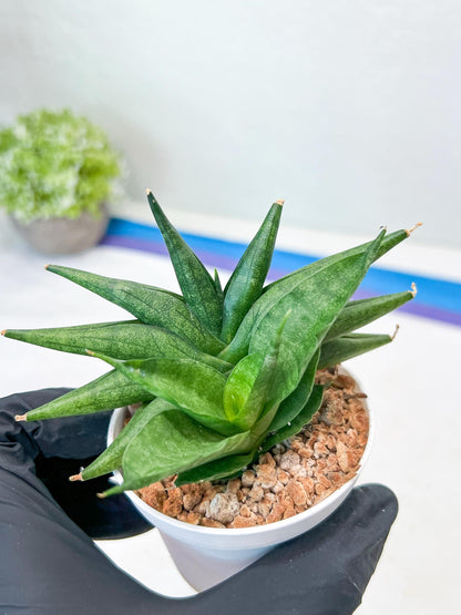 Sansevieria Crazy Crab (#AC4) | Imported Hybrid Snake Plants