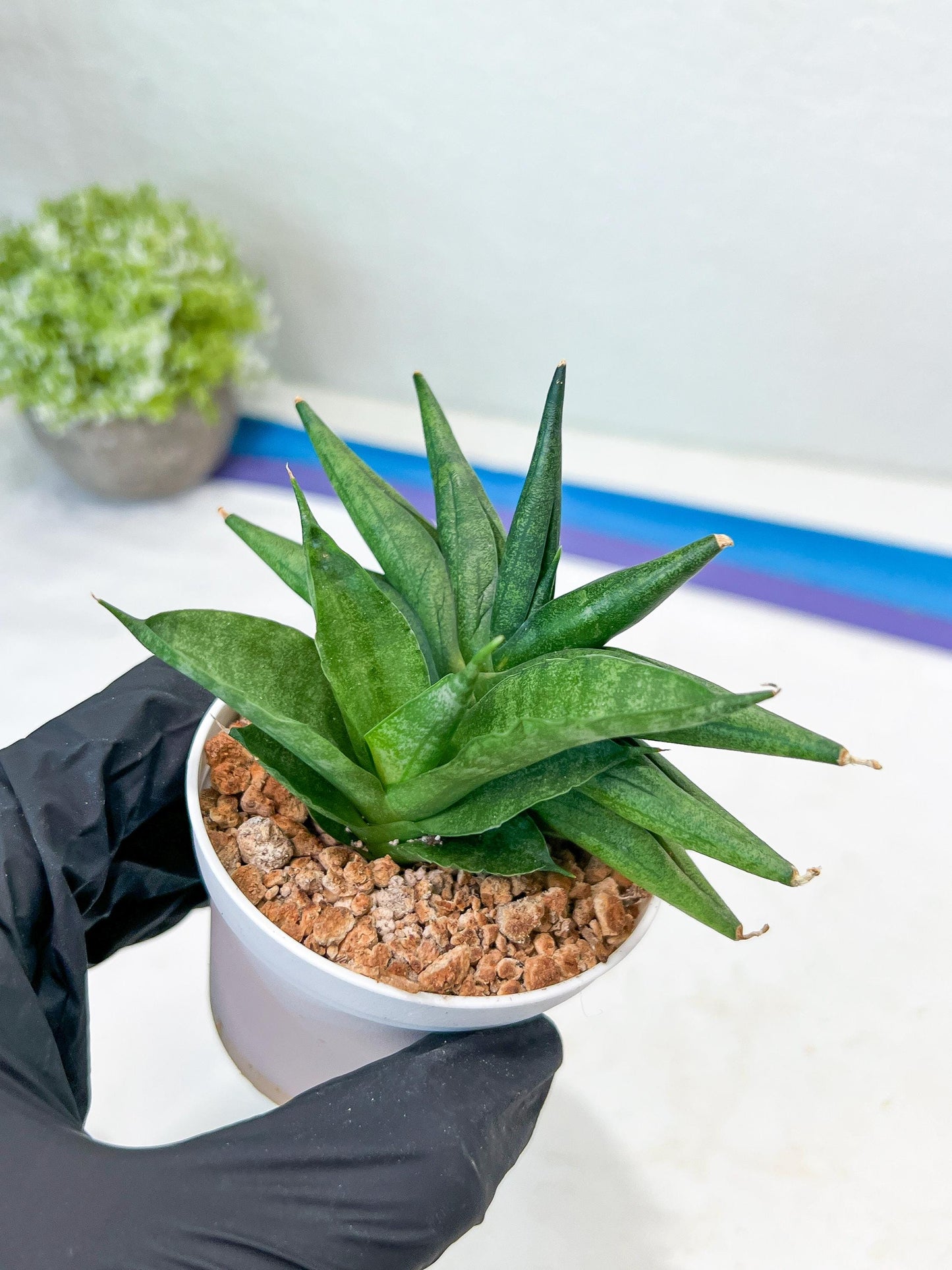 Sansevieria Crazy Crab (#AC4) | Imported Hybrid Snake Plants
