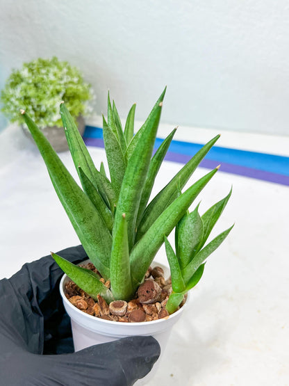 Sansevieria Snow Fountain (#AC3) | Select Your Unique Green Rarity