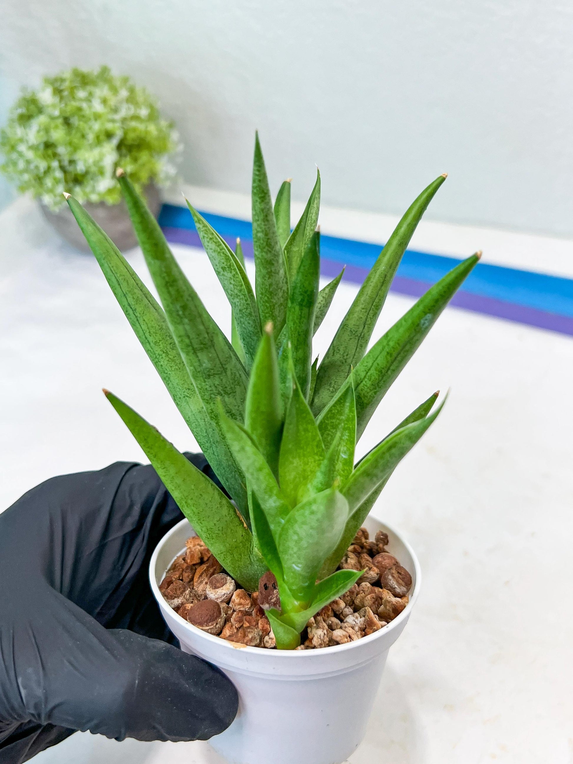 Sansevieria Snow Fountain (#AC3) | Select Your Unique Green Rarity