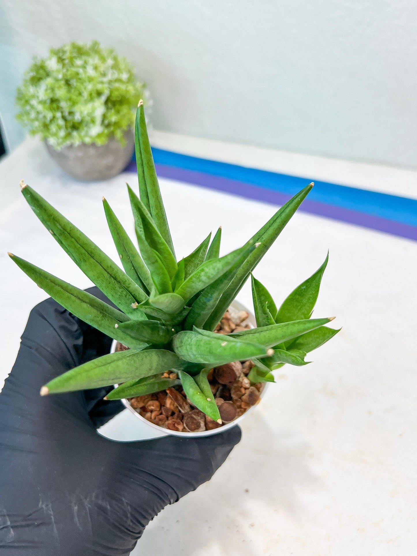 Sansevieria Snow Fountain (#AC3) | Select Your Unique Green Rarity