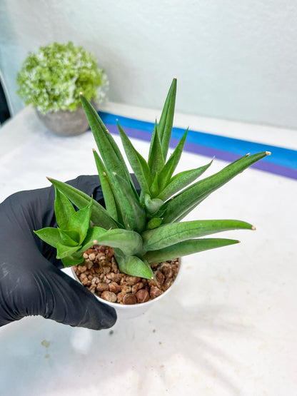 Sansevieria Snow Fountain (#AC3) | Select Your Unique Green Rarity