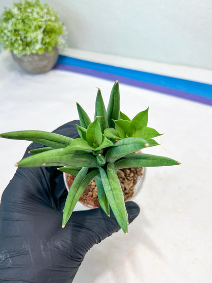 Sansevieria Snow Fountain (#AC3) | Select Your Unique Green Rarity