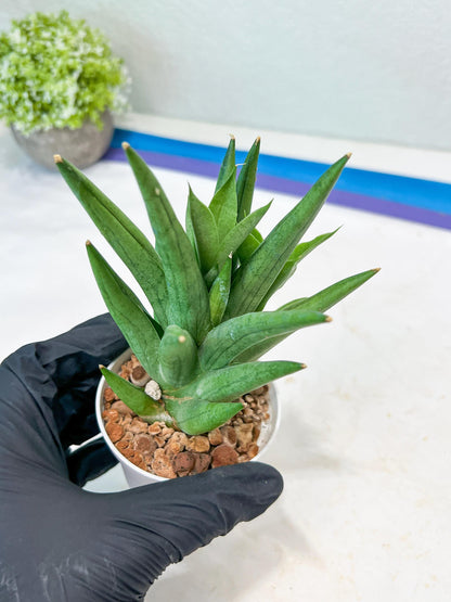 Sansevieria Snow Fountain (#AC3) | Select Your Unique Green Rarity