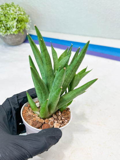 Sansevieria Snow Fountain (#AC3) | Select Your Unique Green Rarity