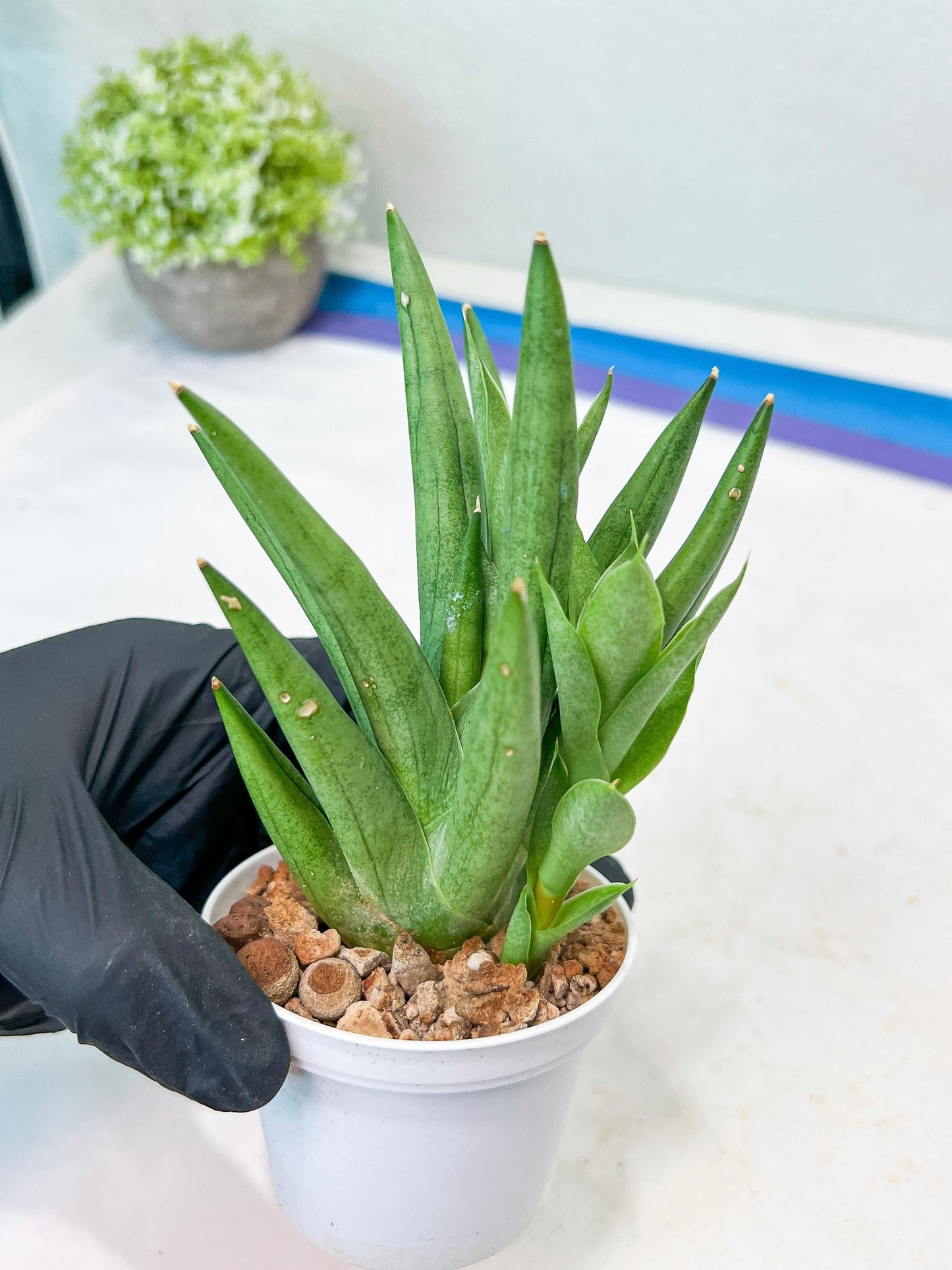 Sansevieria Snow Fountain (#AC3) | Select Your Unique Green Rarity