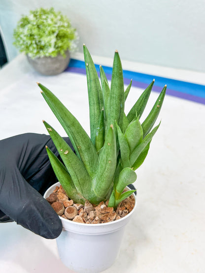 Sansevieria Snow Fountain (#AC3) | Select Your Unique Green Rarity