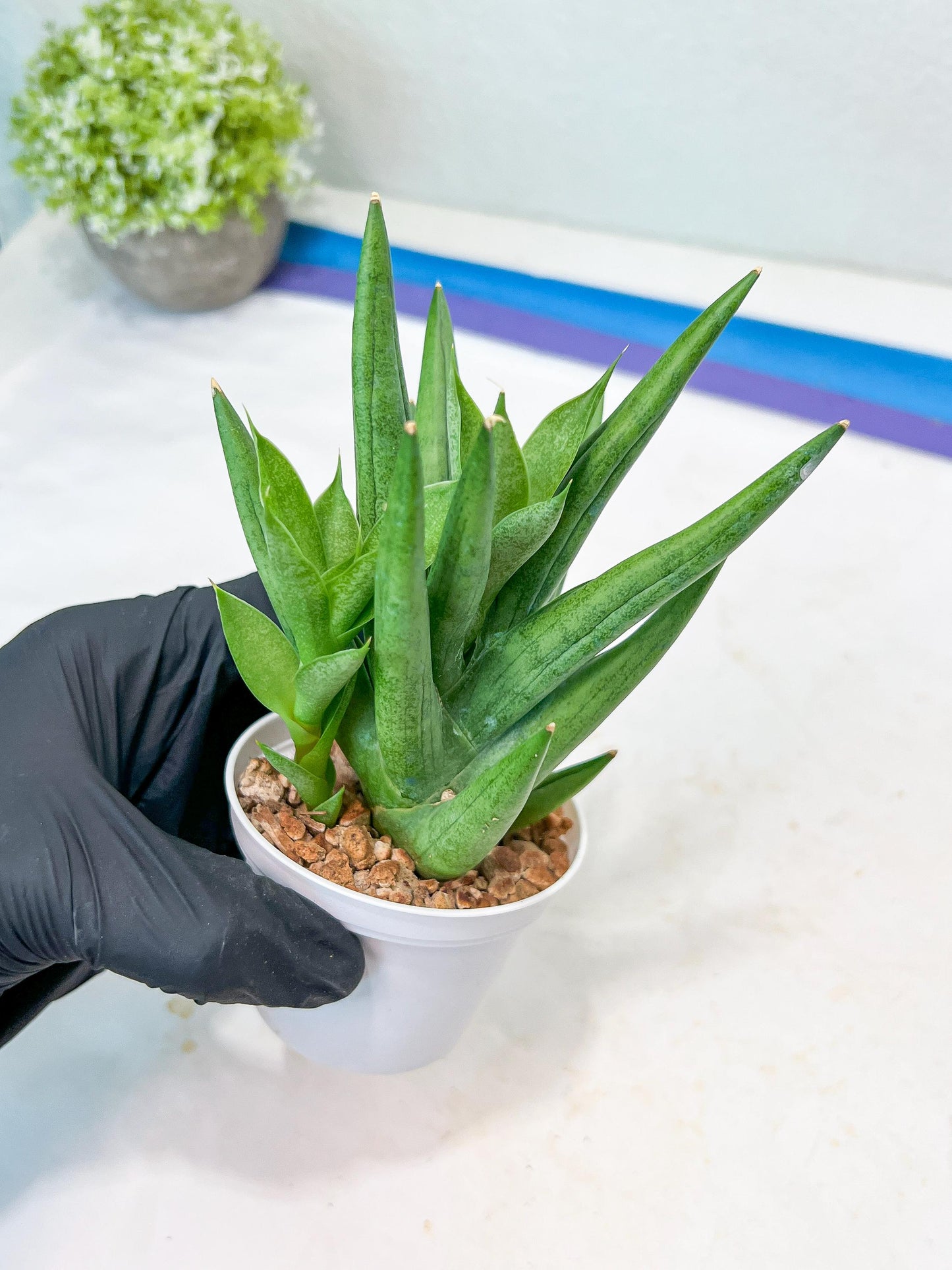 Sansevieria Snow Fountain (#AC3) | Select Your Unique Green Rarity