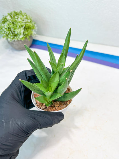 Sansevieria Snow Fountain (#AC3) | Select Your Unique Green Rarity