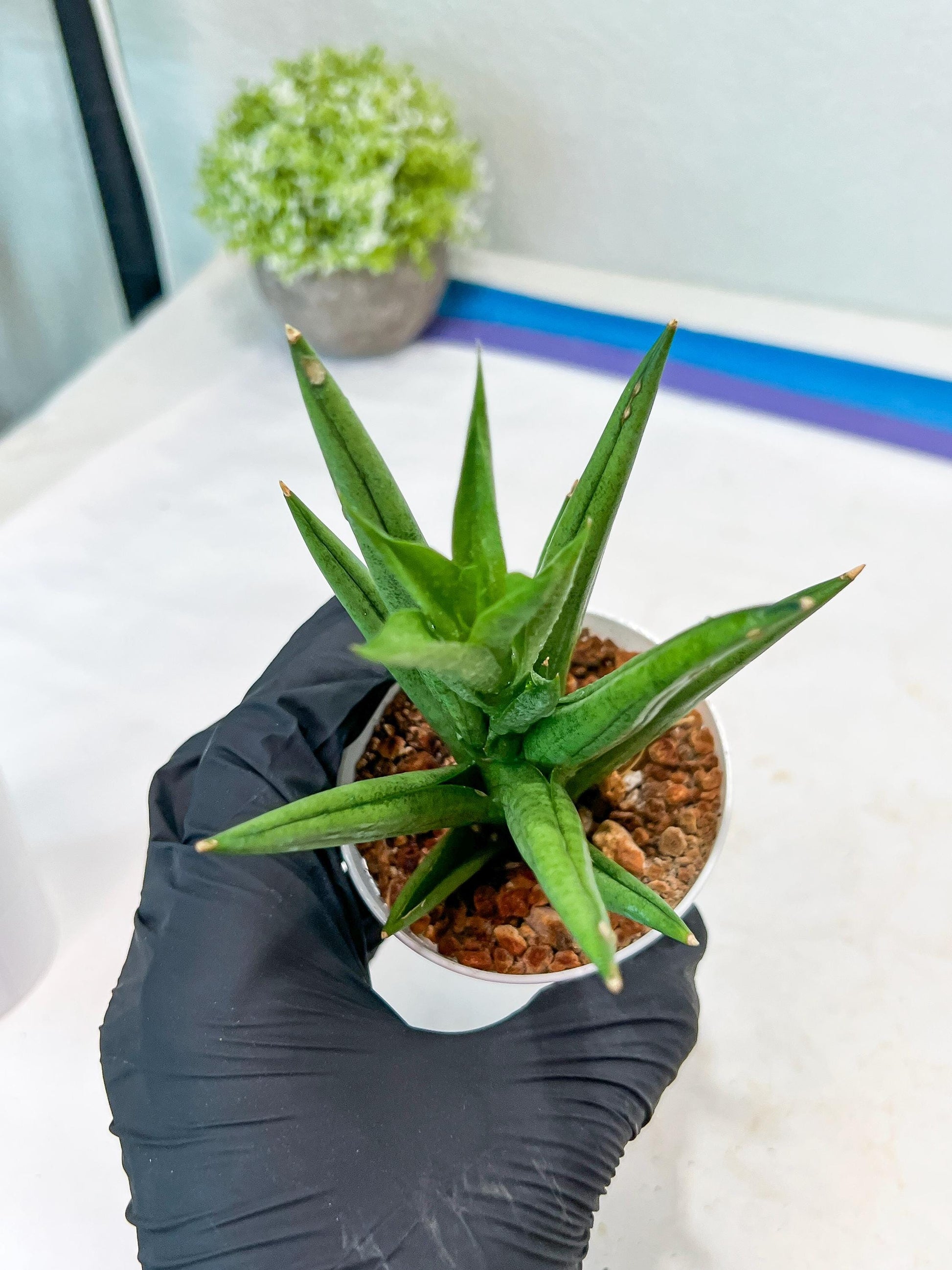 Sansevieria Snow Fountain (#AC3) | Select Your Unique Green Rarity