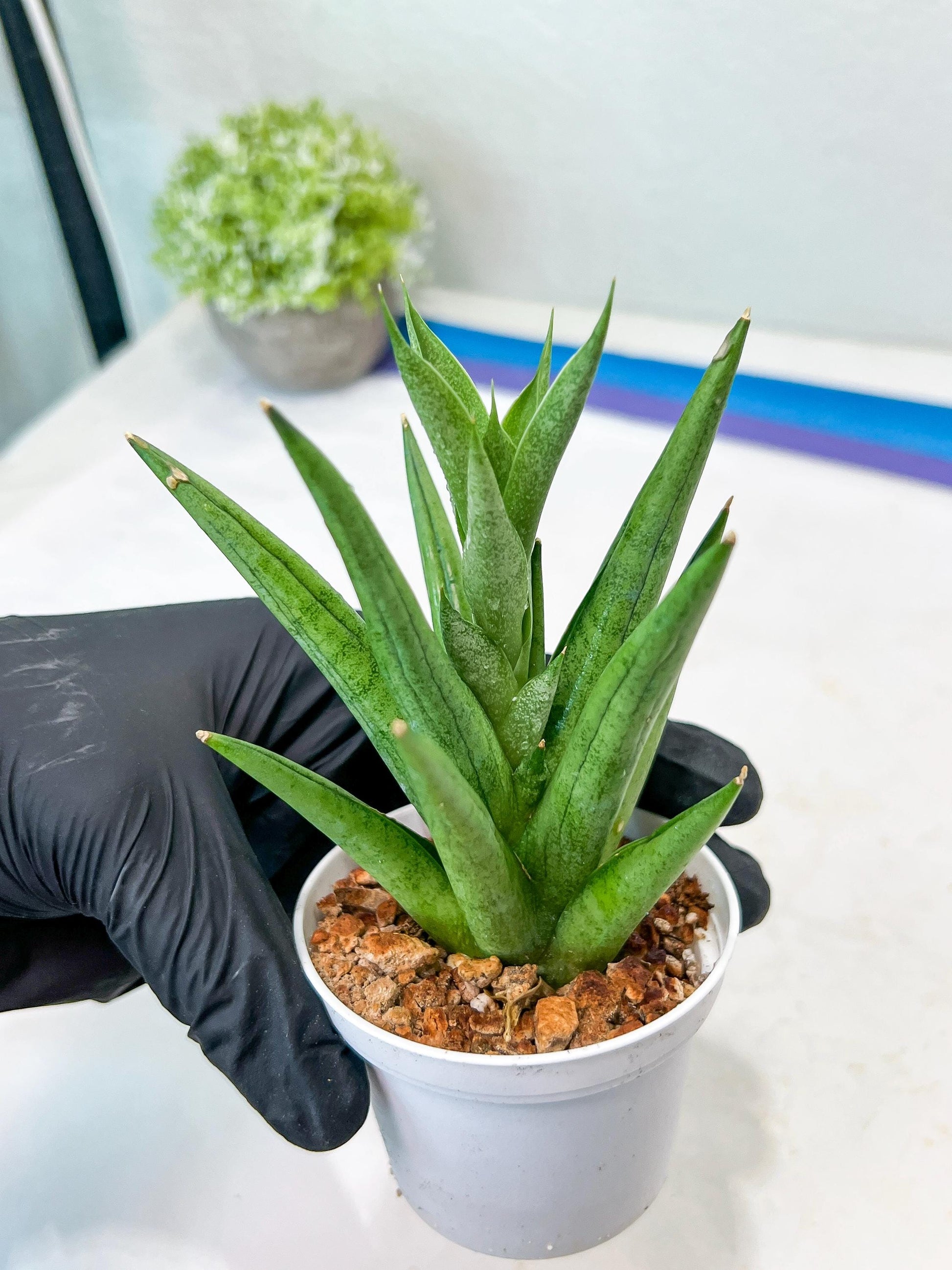 Sansevieria Snow Fountain (#AC3) | Select Your Unique Green Rarity