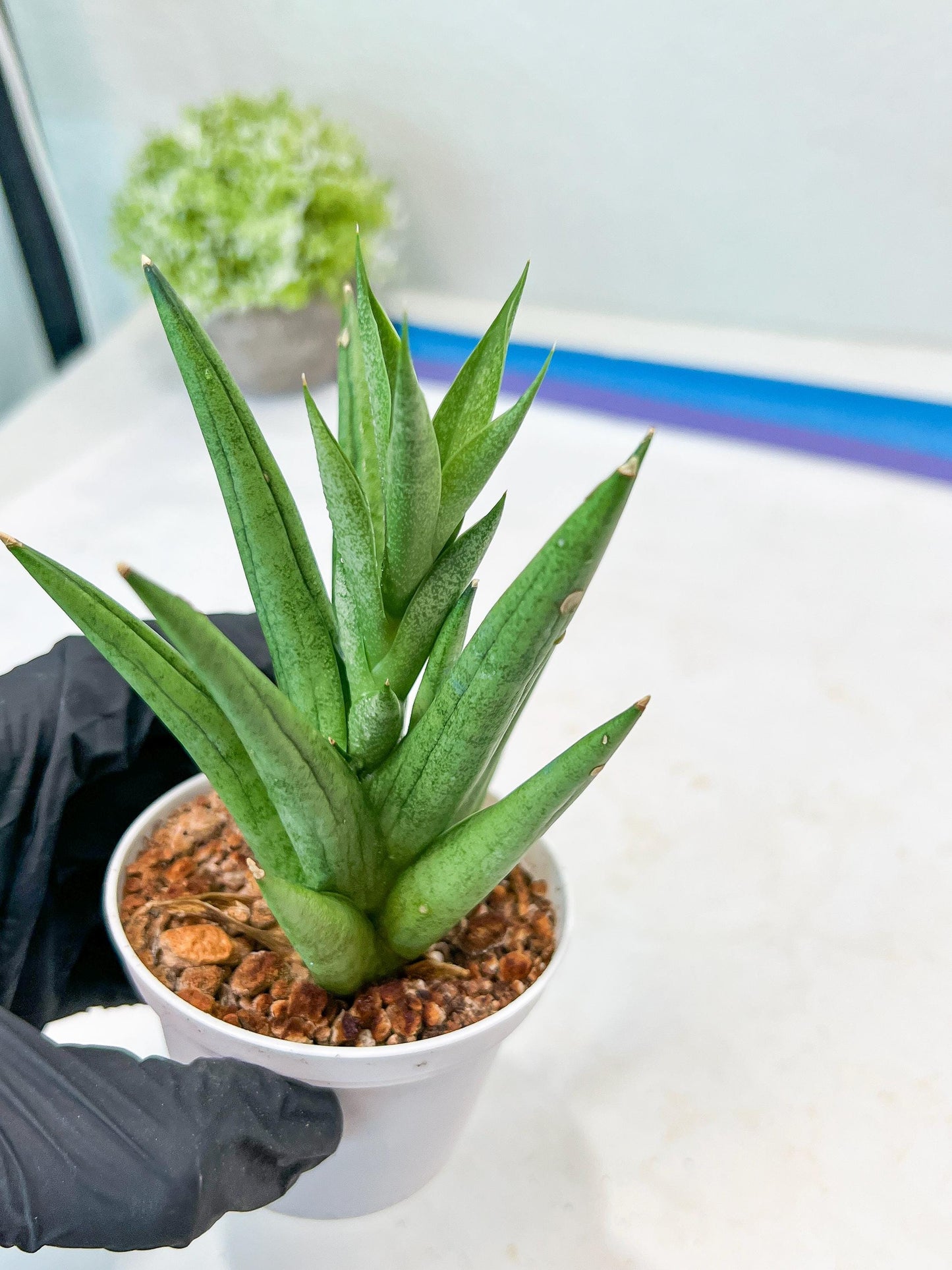 Sansevieria Snow Fountain (#AC3) | Select Your Unique Green Rarity