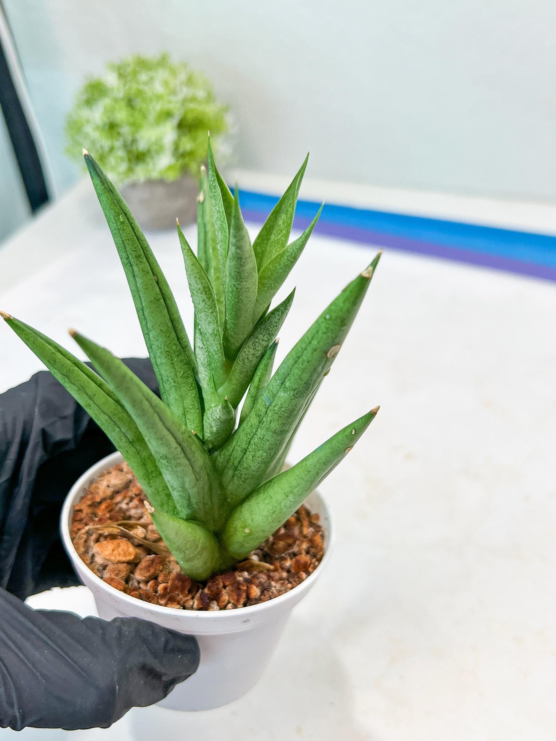 Sansevieria Snow Fountain (#AC3) | Select Your Unique Green Rarity