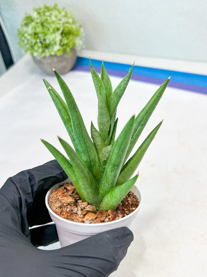 Sansevieria Snow Fountain (#AC3) | Select Your Unique Green Rarity