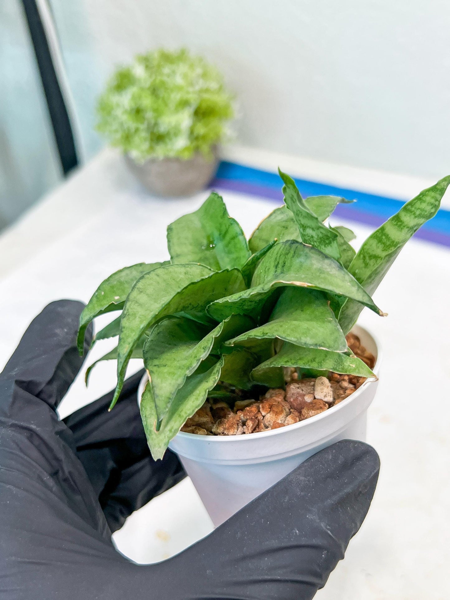 Sansevieria Silver Marga (#AC6) | Imported Snake Plants