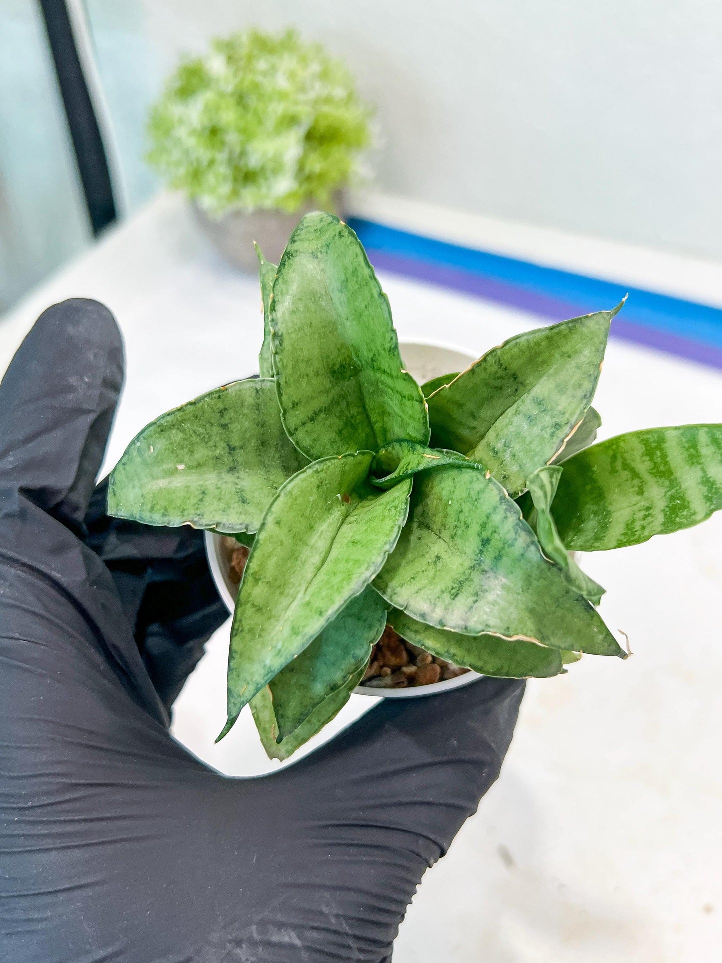 Sansevieria Silver Marga (#AC6) | Imported Snake Plants