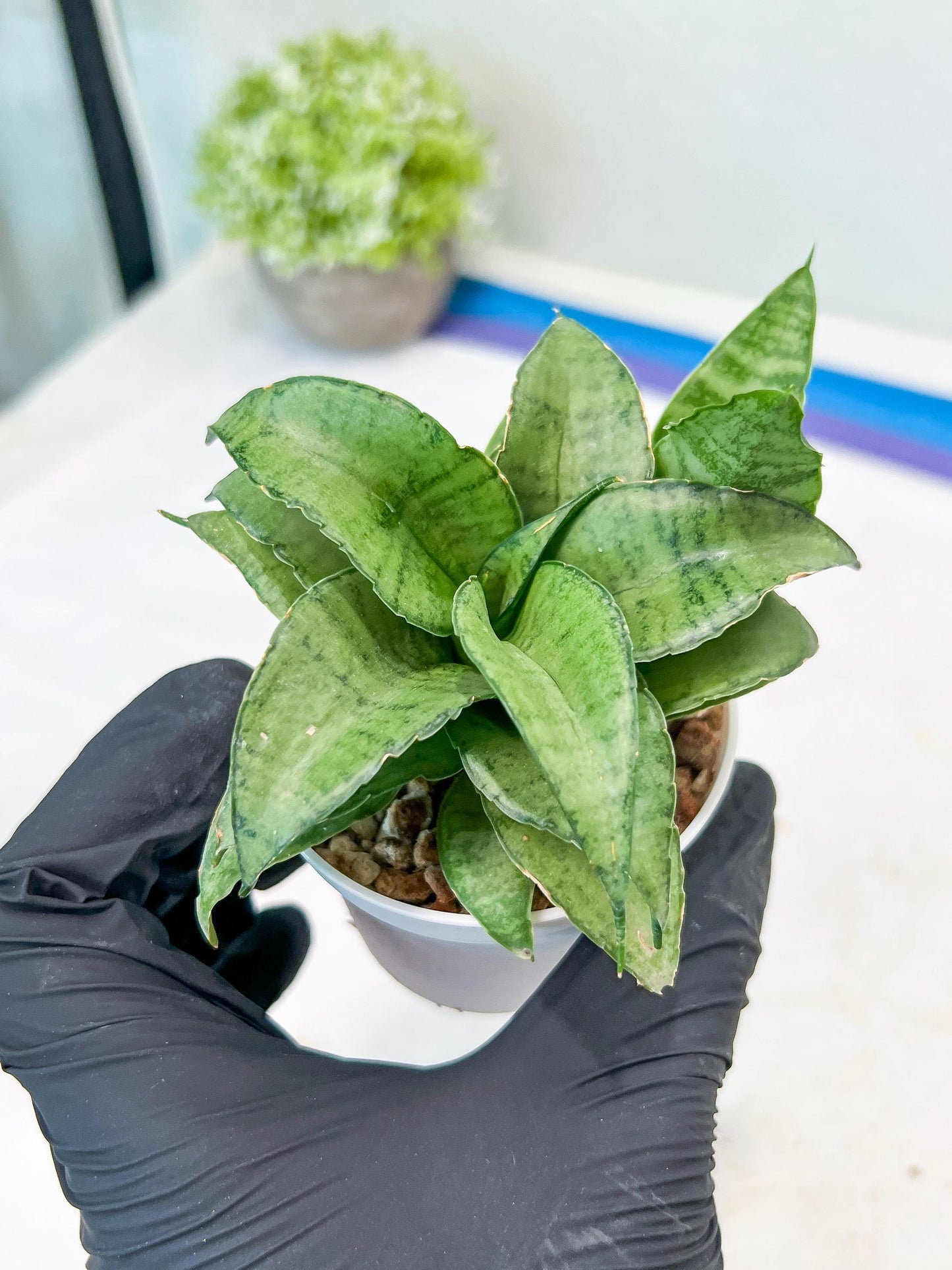 Sansevieria Silver Marga (#AC6) | Imported Snake Plants