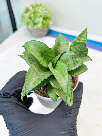 Sansevieria Silver Marga (#AC6) | Imported Snake Plants
