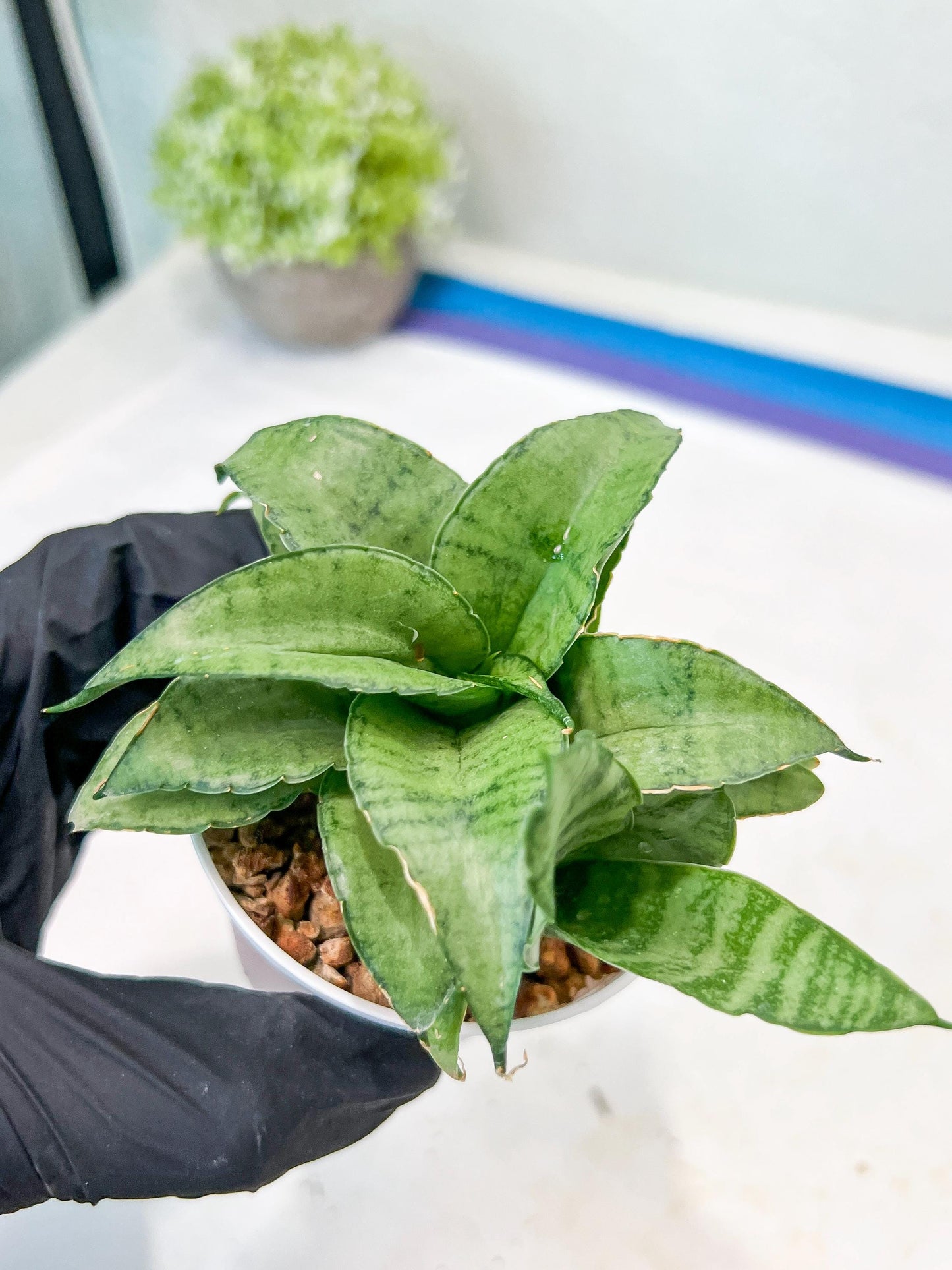 Sansevieria Silver Marga (#AC6) | Imported Snake Plants