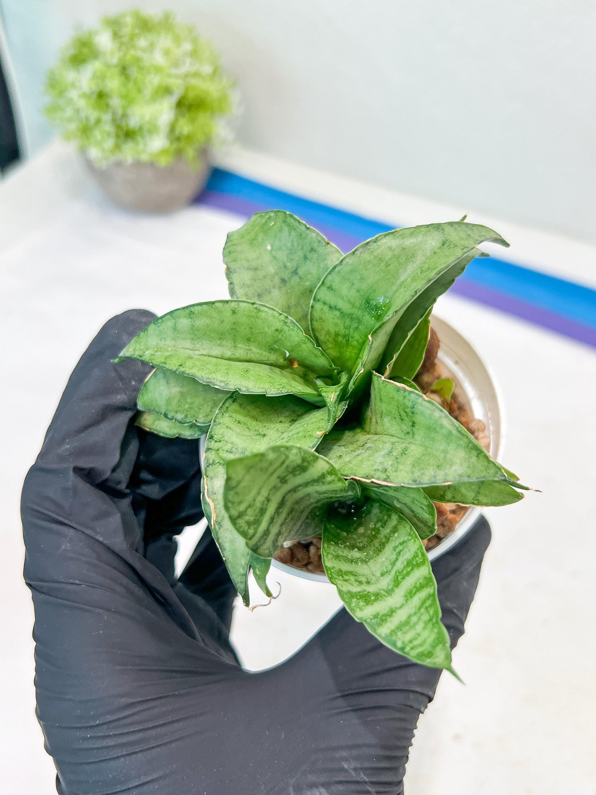 Sansevieria Silver Marga (#AC6) | Imported Snake Plants