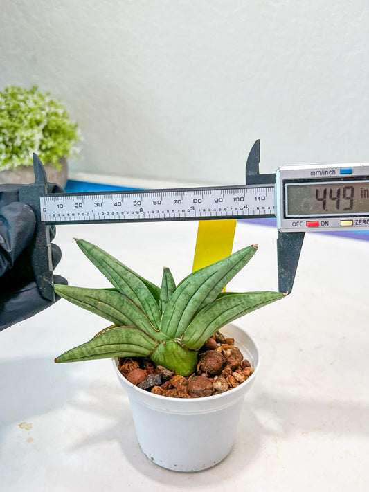 Sansevieria Vienna (#AC8) | Imported Plants