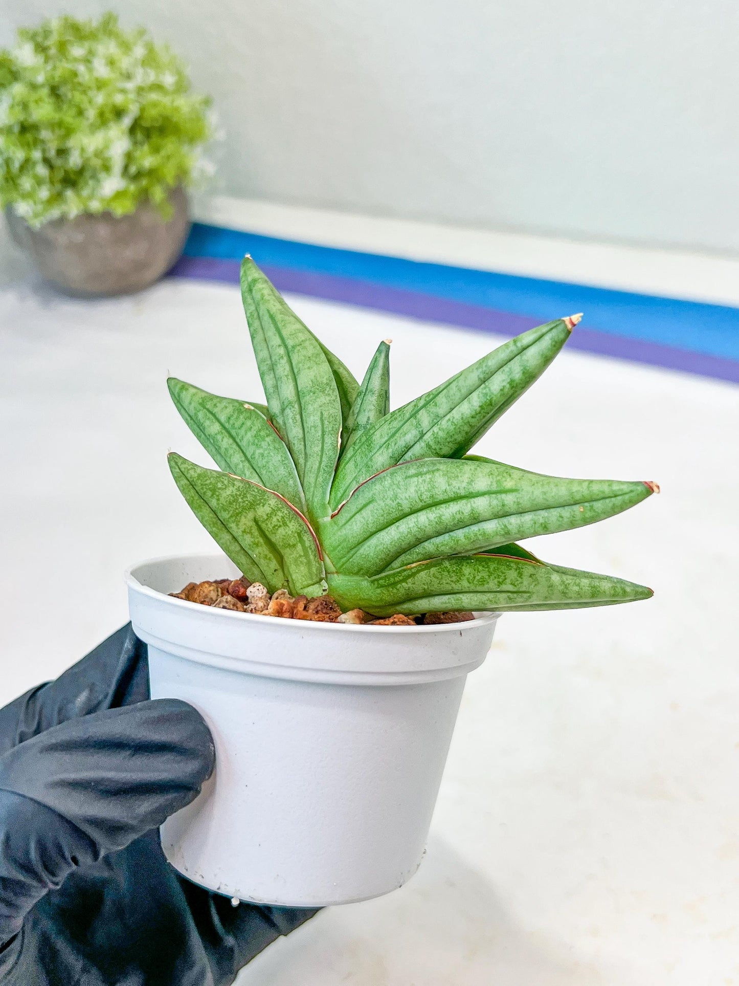 Sansevieria Vienna (#AC8) | Imported Plants