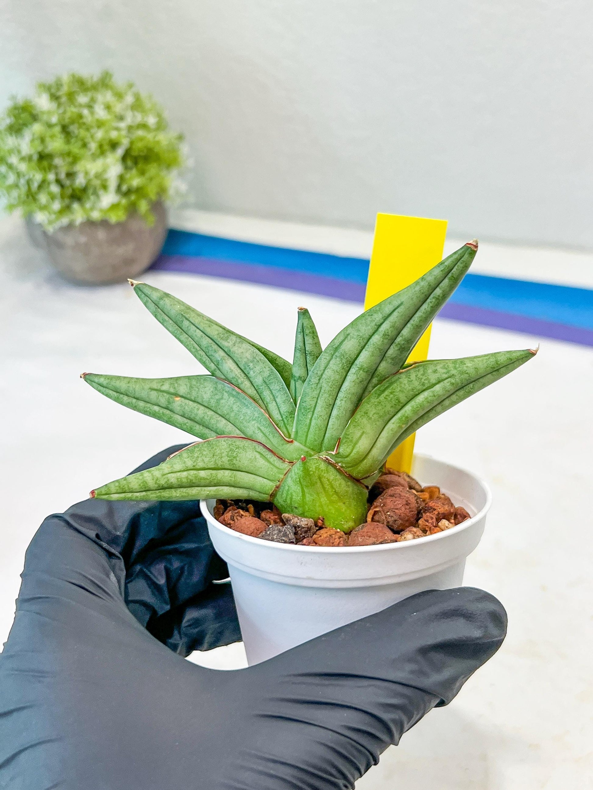 Sansevieria Vienna (#AC8) | Imported Plants