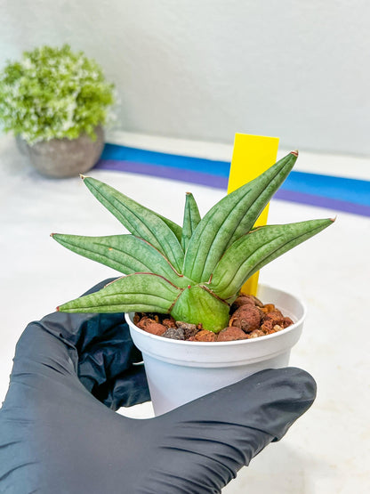 Sansevieria Vienna (#AC8) | Imported Plants