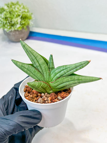 Sansevieria Vienna (#AC8) | Imported Plants