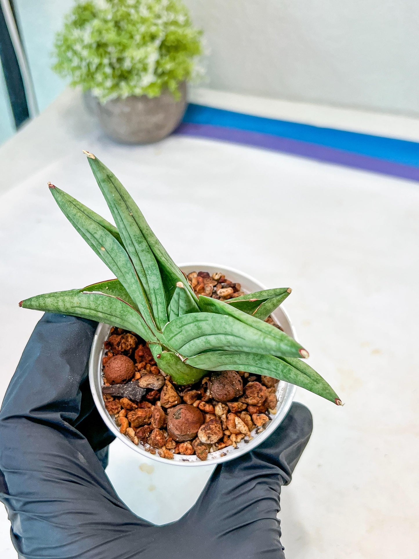 Sansevieria Vienna (#AC8) | Imported Plants