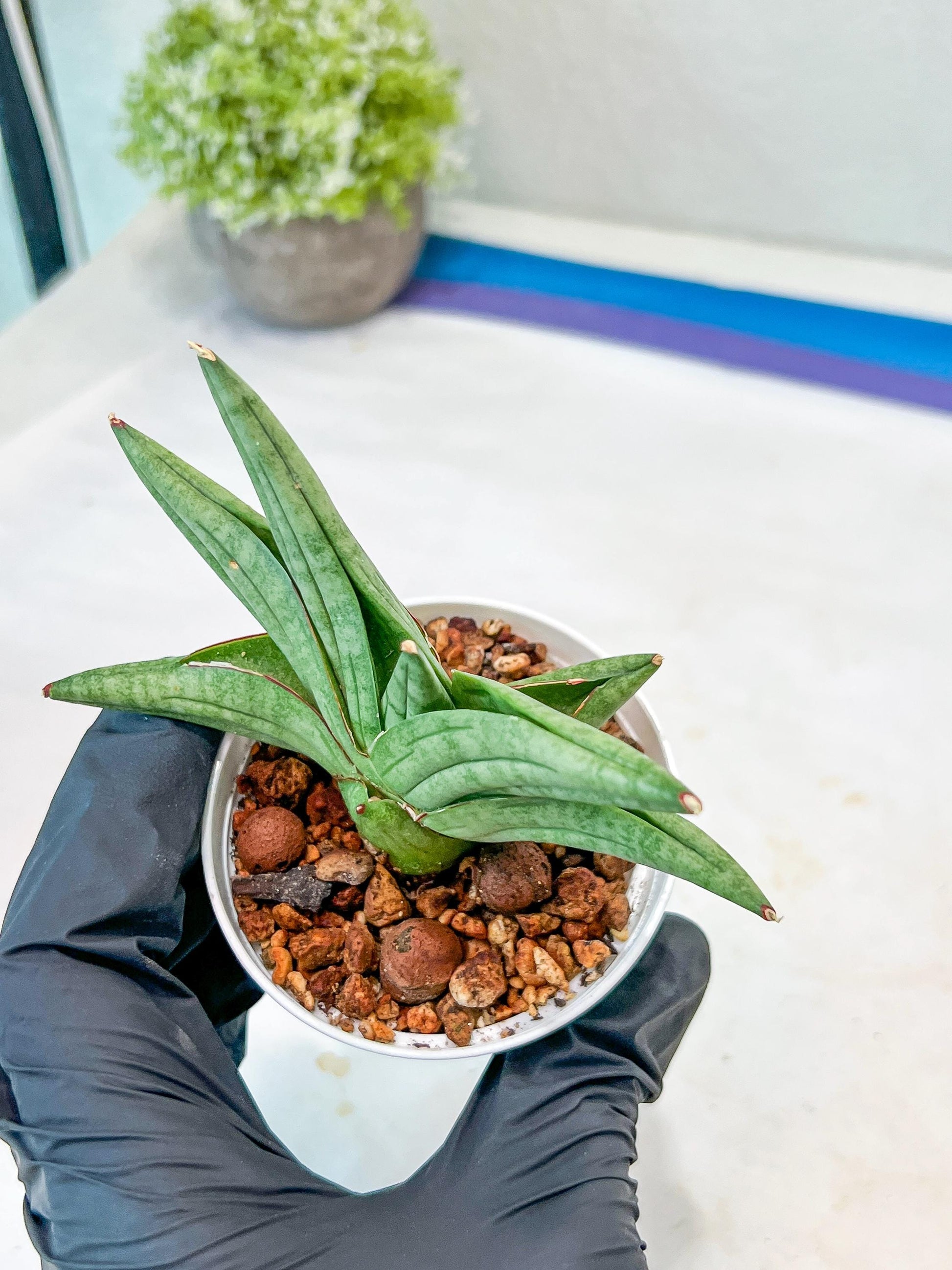 Sansevieria Vienna (#AC8) | Imported Plants