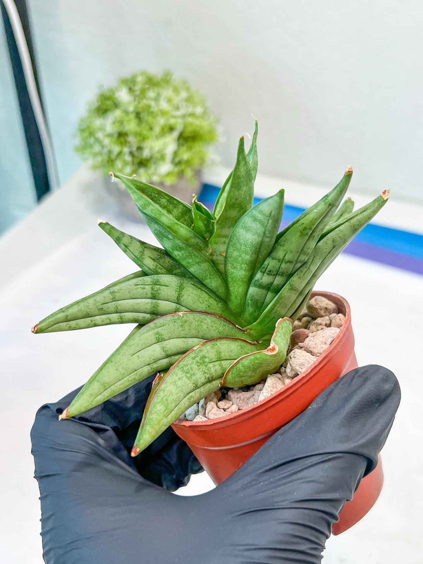 Sansevieria Vienna (#AC8) | Imported Plants