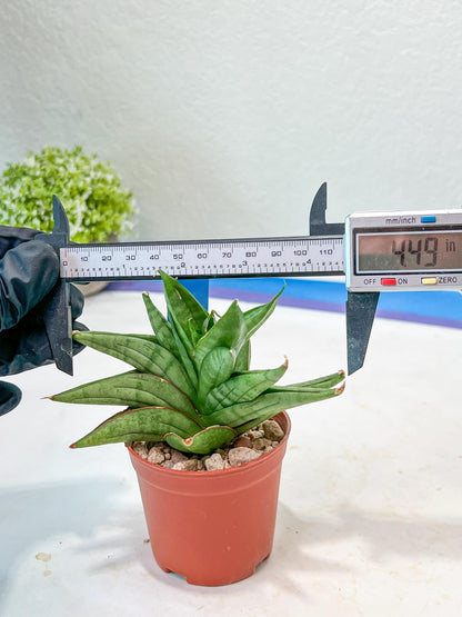 Sansevieria Vienna (#AC8) | Imported Plants