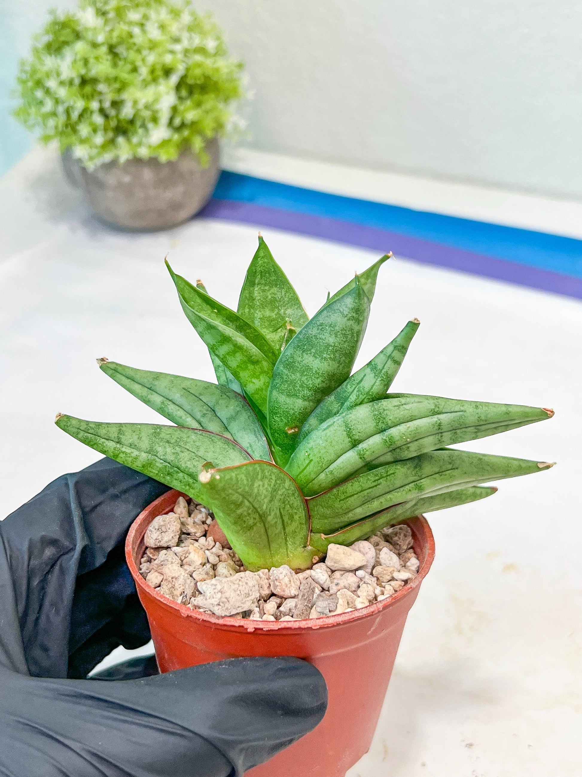 Sansevieria Vienna (#AC8) | Imported Plants