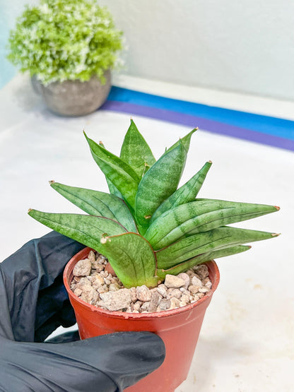 Sansevieria Vienna (#AC8) | Imported Plants