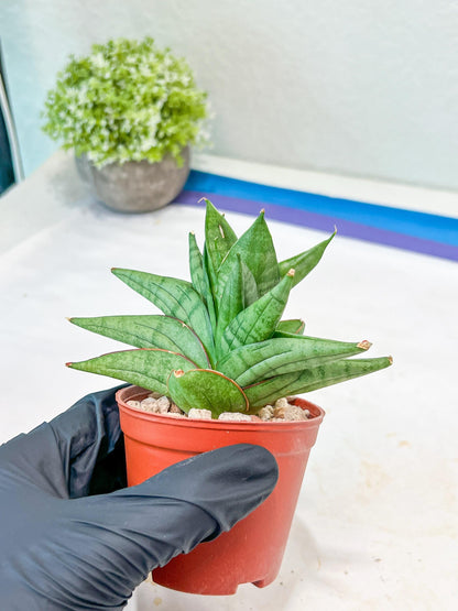 Sansevieria Vienna (#AC8) | Imported Plants