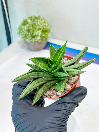 Sansevieria Vienna (#AC8) | Imported Plants