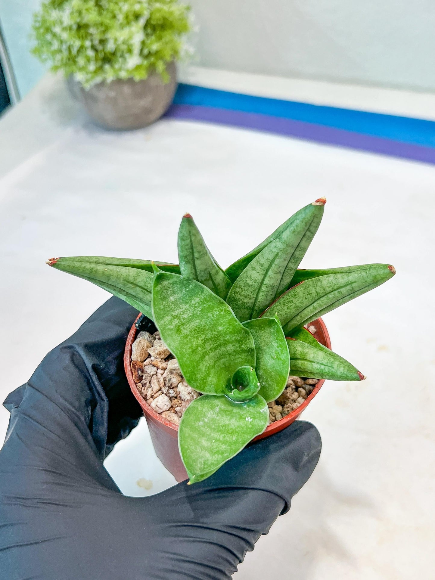 Sansevieria Vienna (#AC8) | Imported Plants