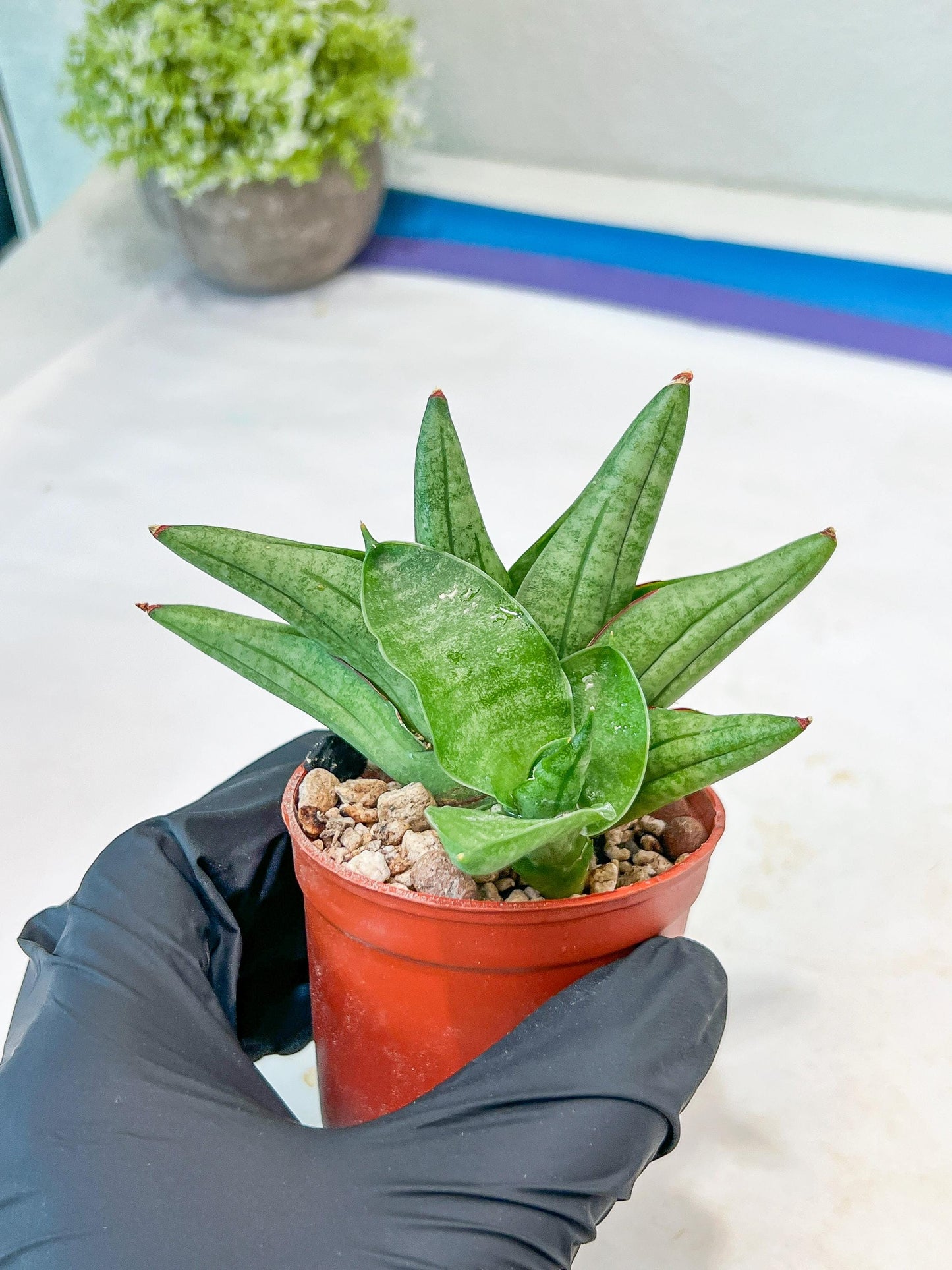 Sansevieria Vienna (#AC8) | Imported Plants