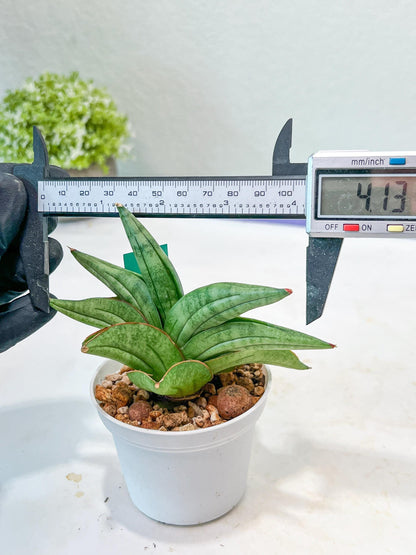 Sansevieria Vienna (#AC8) | Imported Plants