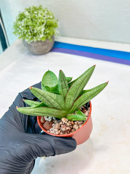 Sansevieria Vienna (#AC8) | Imported Plants