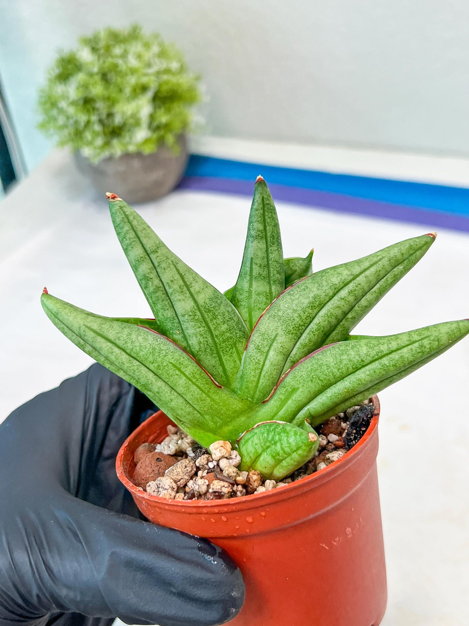 Sansevieria Vienna (#AC8) | Imported Plants