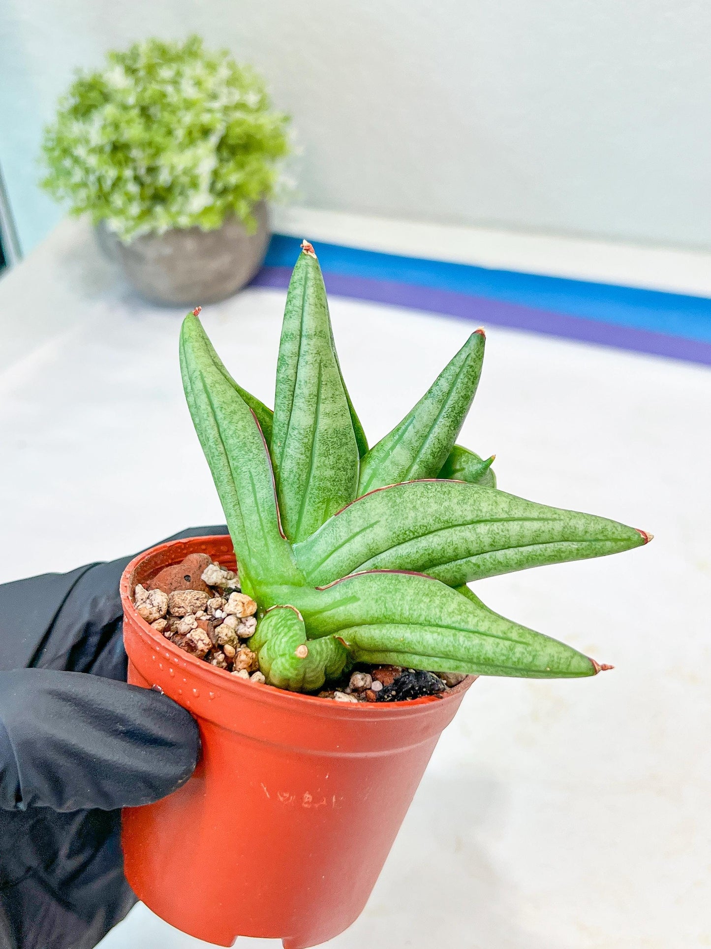 Sansevieria Vienna (#AC8) | Imported Plants