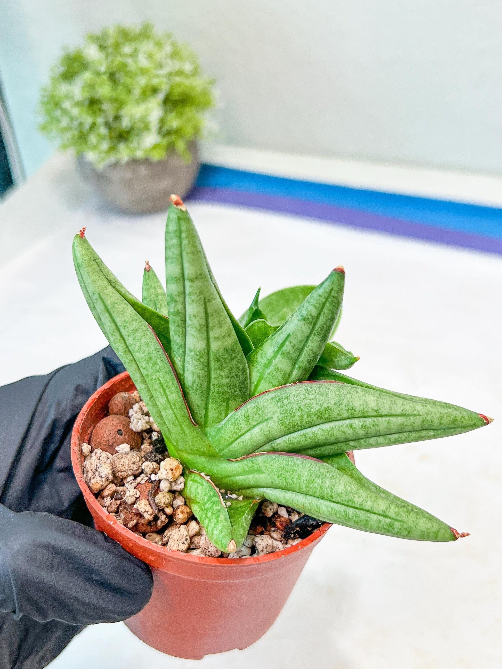 Sansevieria Vienna (#AC8) | Imported Plants