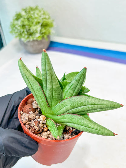 Sansevieria Vienna (#AC8) | Imported Plants
