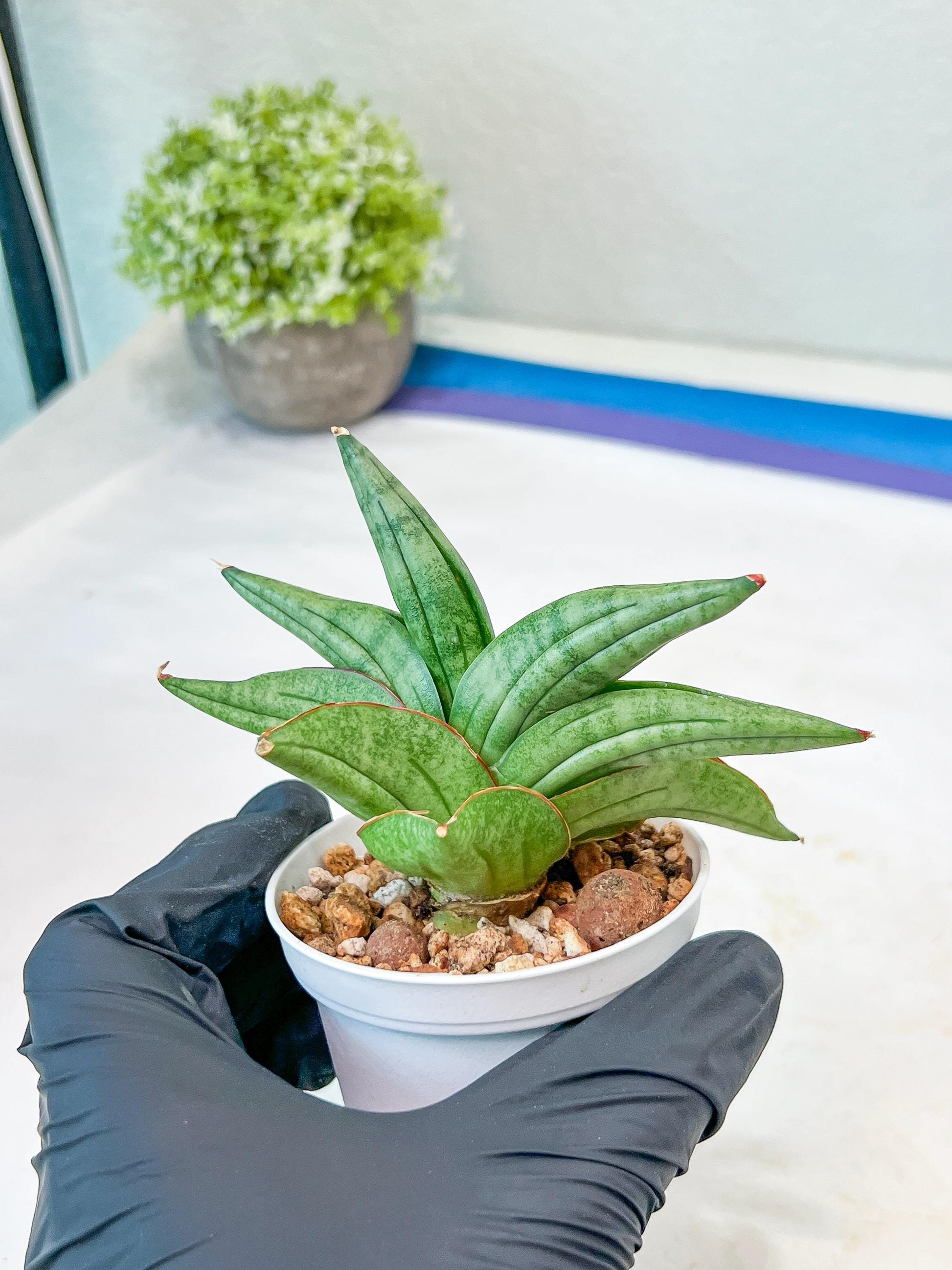 Sansevieria Vienna (#AC8) | Imported Plants