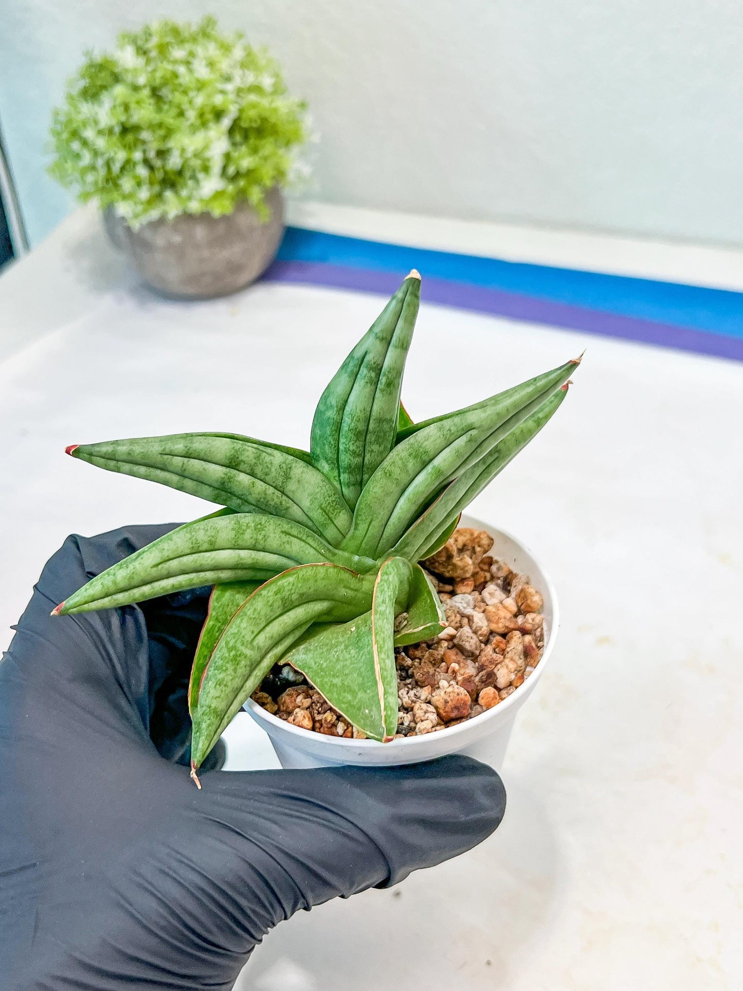 Sansevieria Vienna (#AC8) | Imported Plants