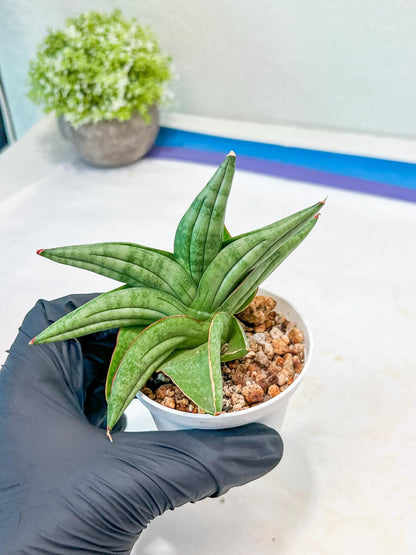 Sansevieria Vienna (#AC8) | Imported Plants