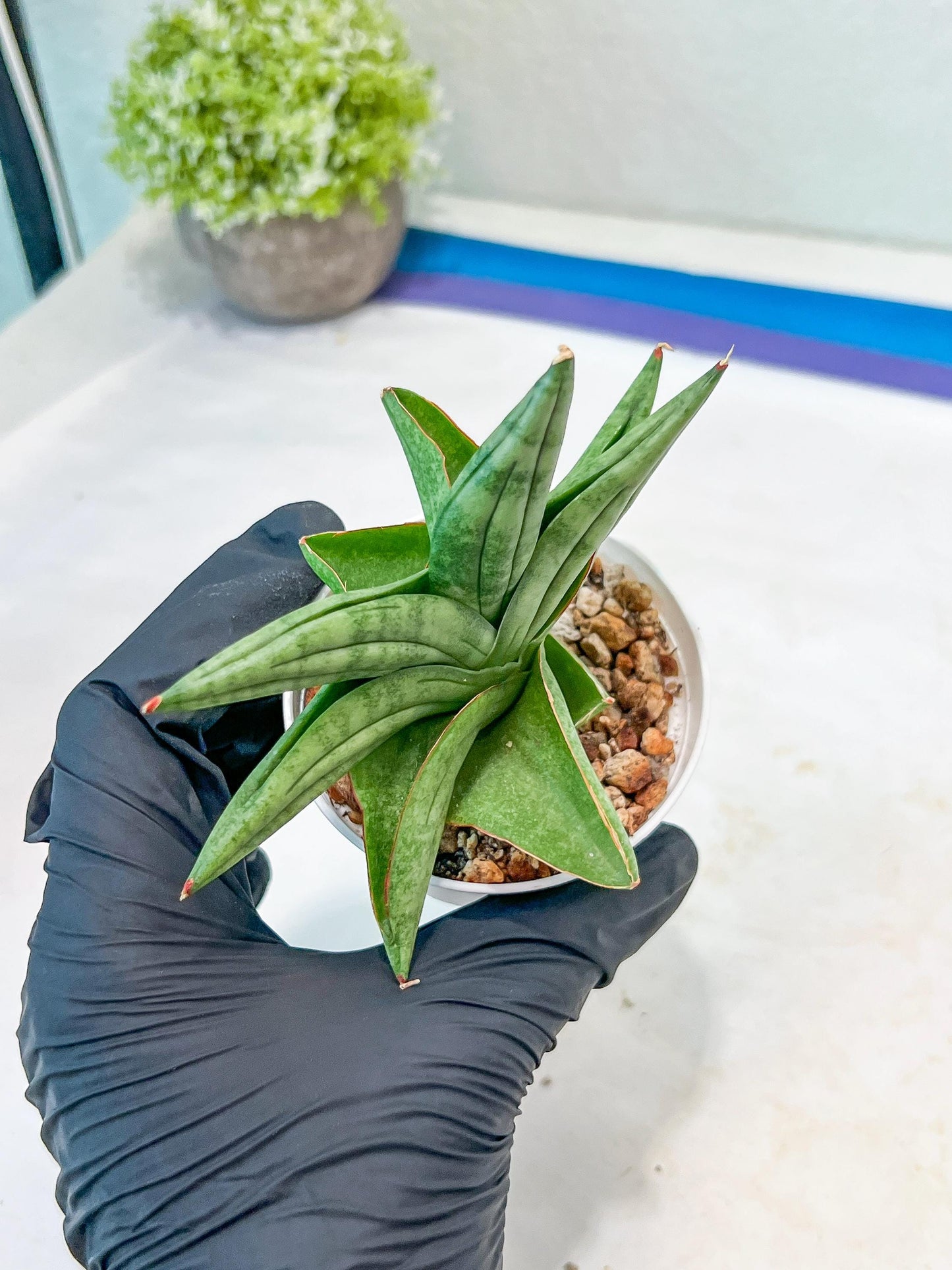 Sansevieria Vienna (#AC8) | Imported Plants