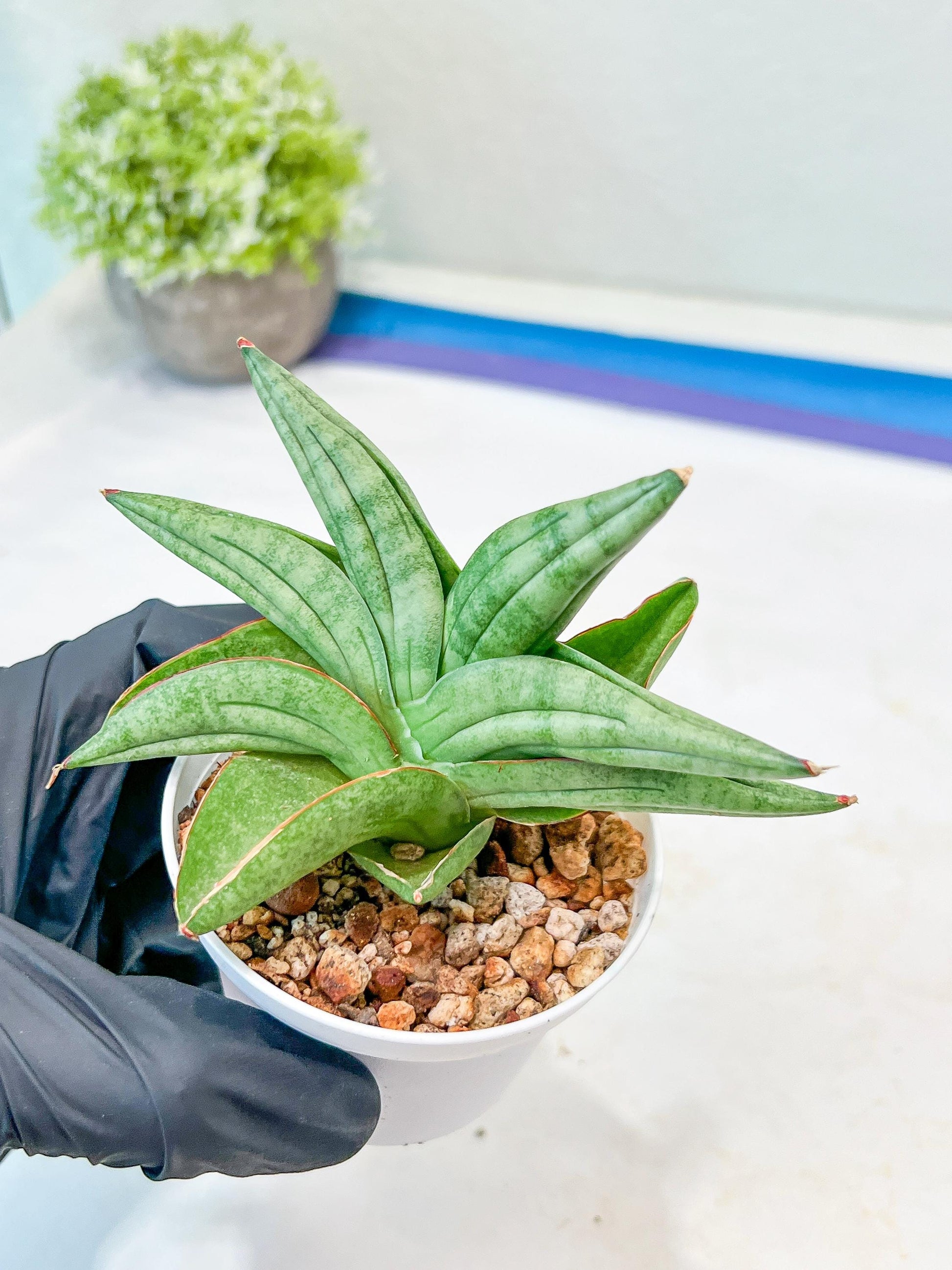 Sansevieria Vienna (#AC8) | Imported Plants